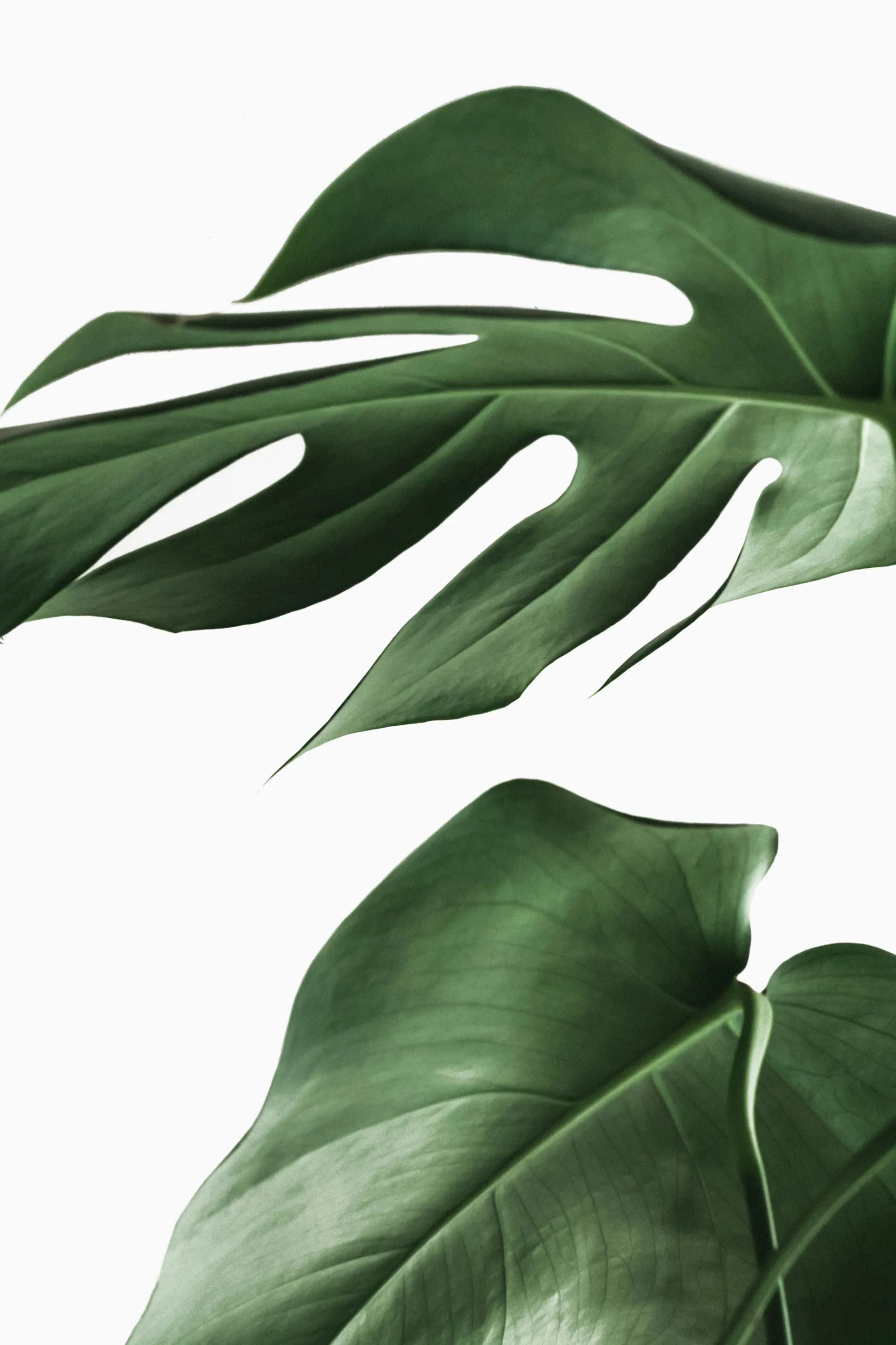 Harmony natural materials